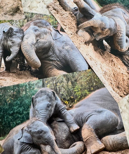 10 Photos imprimées - thème éléphant